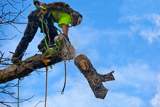 Best Tree Maintenance Programs  in Lockport, IL